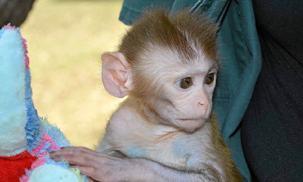 IN CARE: Ronnie the baby rhesus macaque being hand-raised at the Darling Downs Zoo. IN CARE: Ronnie the baby rhesus macaque being hand-raised at the Darling Downs Zoo.
